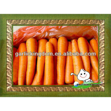 Fresh Shandong carrot all size